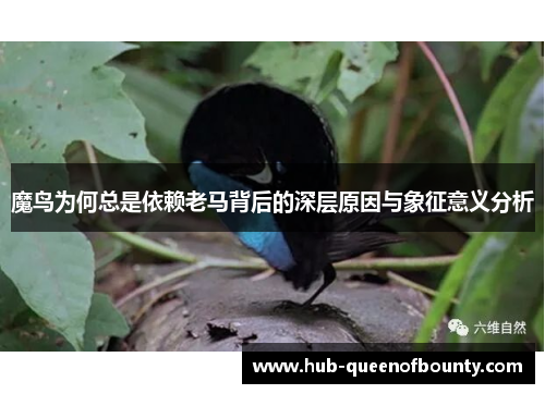 魔鸟为何总是依赖老马背后的深层原因与象征意义分析 魔鸟为何总是依赖老马背后的深层原因与象征意义分析